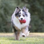 KONG Classic Stuffable Dog Toy – Durable Natural Rubber Chew & Fetch Toy - Image 3